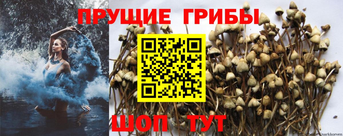 Салехард  Псилоцибиновые грибы MAGIC MUSHROOMS  купить   Вход с VPN 